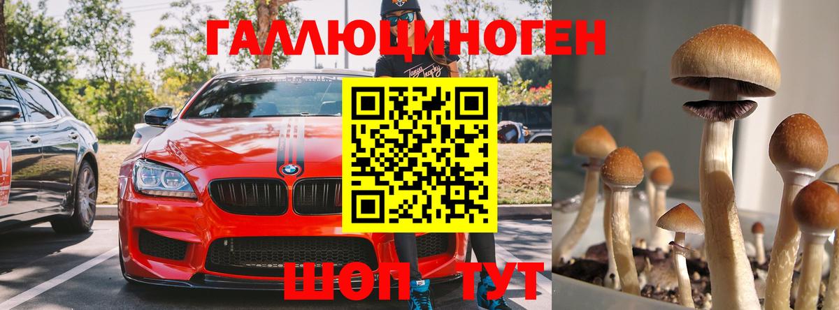 Усть-Джегута  Псилоцибиновые грибы Psilocybine cubensis  Вход с VPN 